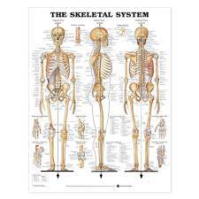 Skeletal System Anatomical Chart Anatomi Tubuh Sistem Otot Badan Manusia