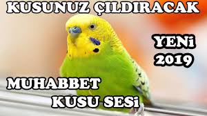 Muhabbet Kusu Sesi Kusunuz Cildiracak Bird Sound Youtube