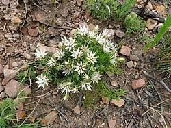 Image result for Macledium poggei