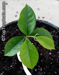 Image result for Annickia