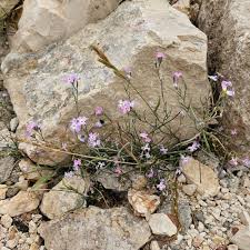 Image result for Malcolmia maritima