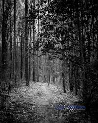 Black And White Woods Picture Black And White Woods Pathway Photograph Wall Print Photo Wood Pathway Wall Prints White Wood