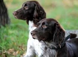 Image result for Malý münsterlandský ohař