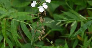 Image result for Habenaria humilior