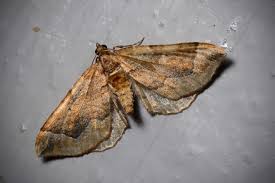 Image result for Pelurga comitata