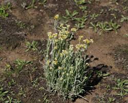 Image result for Pseudognaphalium luteo-album