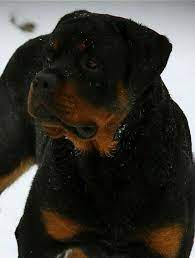 The temperament of the rottweiler is largely based on its owner, and its owner's willingness to properly socialize the dog as a puppy. Free Rottweiler Puppies In Michigan Petsidi