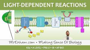 Light dependent reactions convert solar energy to chemical energy (in the form of atp and nadph). Photosynthesis Light Dependent Stage Post 16 Biology A Level Pre U Ib Ap Bio Youtube
