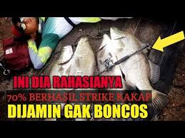 Karena pada area itulah seringnya kakap putih berkumpul. Pasti Strike Mancing Kakap Pake Cara Ini Youtube