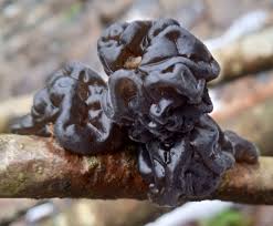 Image result for Exidia sp.