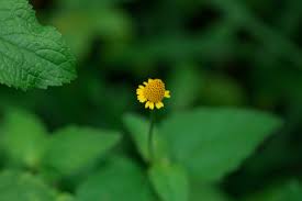 Image result for Acmella