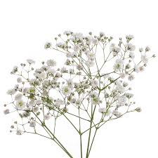 Canberra flower delivery starting from $46 with free delivery. Baby Breath Flower Hq
