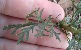Image result for Lepidium bonariense