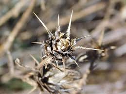 6) do you know plants that get endangered? Hd Wallpaper Plant Old Dead Cactus Cactus Flower Badlands Nature Wallpaper Flare