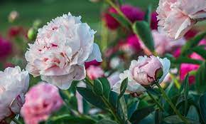 Edina kérése a pünkösdi rózsa volt. Varazslatos Viragfejek Bazsarozsa Punkosdi Rozsa A Kertben Otthonlap Hu