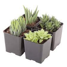 They require level 55 farming to plant. Costa Farms Small Succulents Haworthia Assorted In 2 5 In Grower Pot 4 Pack 2succhawgrow4pk The Home Depot Succulents Small Succulents Cacti And Succulents