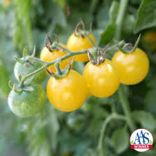 Five Vertical Gardening Tips