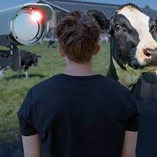 Cow and man sex