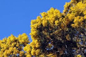 Image result for Acacia decurrens