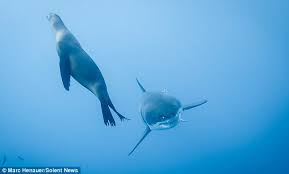 Sea lions are classified as aquatic mammals. Sea Lion Taunts Great White Shark By Biting Its Tail Daily Mail Online
