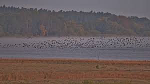 Welche vögel ziehen jetzt nach süden? Vogelzug Wikipedia