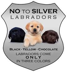 Labrador brunness lab cross puppies are ready for their new homes they had 1st shots and have been wormed 1st photo is the mom. Masonridge Retrievers