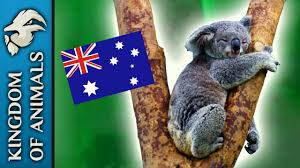 Check spelling or type a new query. Koala Symbol Of Australia And Cuteness Youtube
