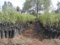 How much of nagaraju gandham's work have you seen? Sri Gandham Plant à¤†à¤‰à¤Ÿà¤¡ à¤° à¤ª à¤² à¤Ÿ In Naram Vari Gudem Khammam Sindhura Nursery Id 12617700597