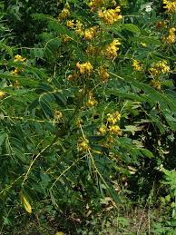 Image result for Grona setigera