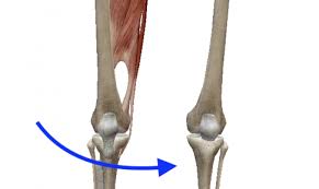 体の動き別 筋肉のハナシ 筋肉 胸筋 筋肉解剖学