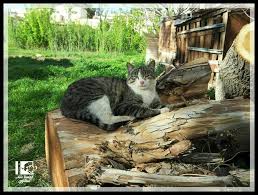 أهلا وسهلا فيكن قط قطناوي Welcome To My Place Rifdimashq Syria Cats Animals City