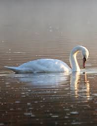 Obituary information for Nadine Marie Sprinkle