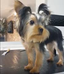 Maltese Terrier Cinsi Trastan Sonraki Pozlari Kopek Resim