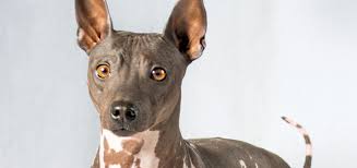 Scott didn't realize this anomaly had happened at first as. The American Hairless Terrier Modern Dog Magazine