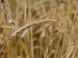 Mon Bilan Apres L Arret Du Gluten