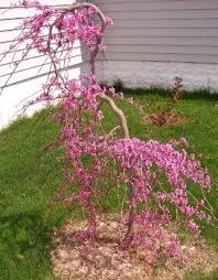 Forest pansy redbud ( cercis canadensi s 'forest pansy') : Eastern Redbud Cercis Canadensis Cultivars Offer Lovely Choices Beyond Red Buds Dave S Garden