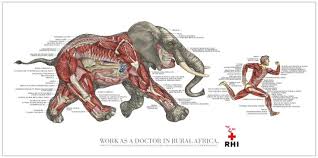 Image result for elephant anatomy