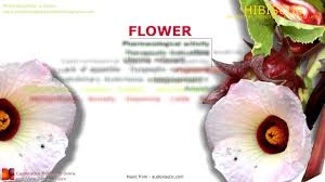 Hibiscus Benefits Roselle Hibiscus Sabdariffa Plant Benefits Of Flowers Hibiscus Plant Roselle Plant Medicinal Plants