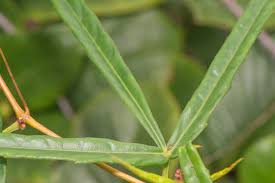 Image result for Cissus glaucophylla
