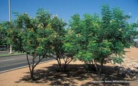 Mexican Bird Of Paradise Tree Arizona Potential Plant And Love Mexican Bird Of Paradise Backyard Plants Xeriscape Plants Desert Landscaping