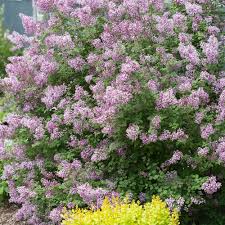 Proven winners® colorchoice® shrubs container size: Sunjoy Gold Pillar Barberry Berberis Thunbergii Proven Winners