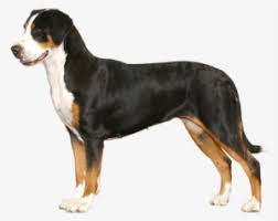We did not find results for: The Standard Of Reputable Breeders Greater Swiss Mountain Dog Png Png Image Transparent Png Free Download On Seekpng