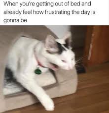 Animals Can Express Our Current Mood In The Most Accurate Way Funny Cat Memes Funny Animal Memes Animal Memes