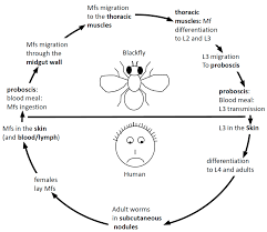 The main difference between both is the relationship. Pathogens Free Full Text The Functional Parasitic Worm Secretome Mapping The Place Of Onchocerca Volvulus Excretory Secretory Products Html