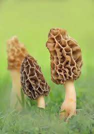 Morchella Crassipes Stuffed Mushrooms Mushroom Fungi Magical Mushrooms