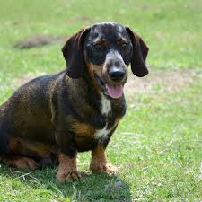 If any one could suggest names that are similar to that, or even regular dog names that would help! 40 German Girl Dog Names