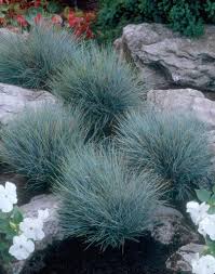 Elijah Blue Fescue Small Front Yard Landscaping Front Yard Landscaping Landscape Design