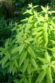 Image result for Aloysia citrodora