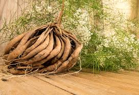 8 Amazing Benefits Of Shatavari Asparagus Racemosus