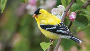 Since november to march is the least seed productive season for many food plants, it is more essential to stock up on this seed combination for your birds. All About Goldfinches And How To Attract Them Wild Birds Unlimited Wild Birds Unlimited